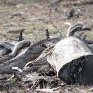 Burhinus grallarius at Forde, ACT - 10 Jun 2018