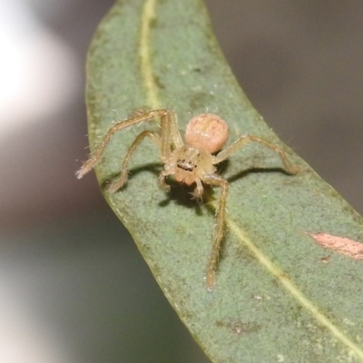 Sparassidae (family) (A Huntsman Spider) at Fadden, ACT - 6 Feb 2018 by YumiCallaway