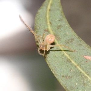 Sparassidae (family) at Fadden, ACT - 7 Feb 2018