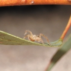 Sparassidae (family) at Fadden, ACT - 7 Feb 2018