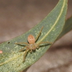 Sparassidae (family) at Fadden, ACT - 7 Feb 2018