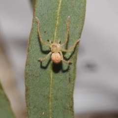 Sparassidae (family) at Fadden, ACT - 7 Feb 2018