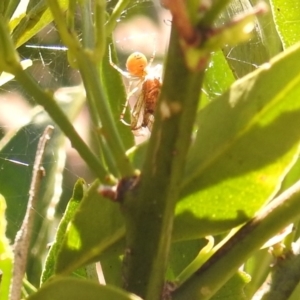 Theridiidae (family) at Fadden, ACT - 8 Feb 2018 09:55 AM