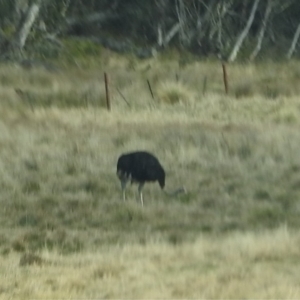 Struthio camelus at Steeple Flat, NSW - 25 Apr 2018