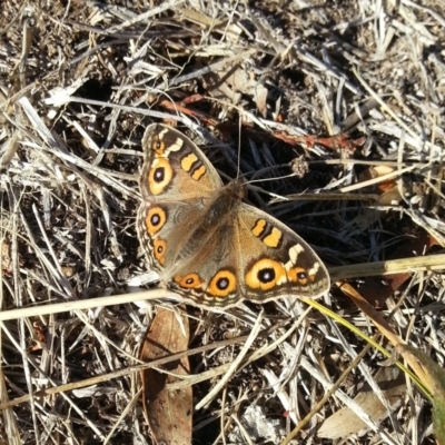 Junonia villida (Meadow Argus) at Kambah, ACT - 10 Jun 2018 by MatthewFrawley