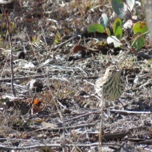 Pyrrholaemus sagittatus at Gungahlin, ACT - 10 Jun 2018