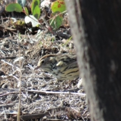 Pyrrholaemus sagittatus at Gungahlin, ACT - 10 Jun 2018