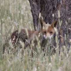 Vulpes vulpes (Red Fox) at Michelago, NSW - 6 Dec 2015 by Illilanga