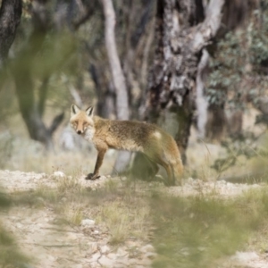 Vulpes vulpes at Michelago, NSW - 28 Dec 2015 08:33 AM