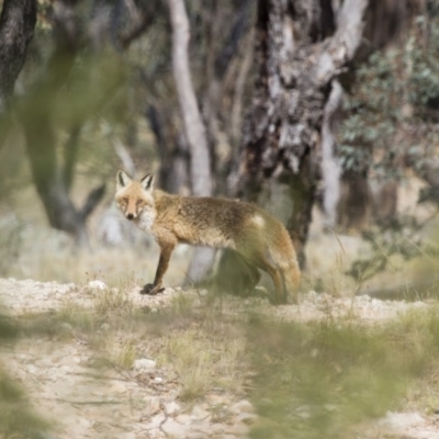 Vulpes vulpes (Red Fox) at Michelago, NSW - 27 Dec 2015 by Illilanga