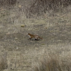 Vulpes vulpes (Red Fox) at Michelago, NSW - 27 Aug 2017 by Illilanga