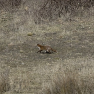 Vulpes vulpes at Michelago, NSW - 27 Aug 2017 08:45 AM