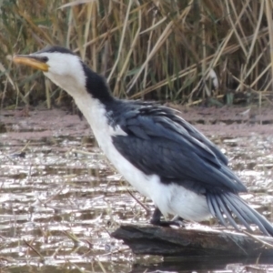 Microcarbo melanoleucos at Campbell, ACT - 28 May 2018