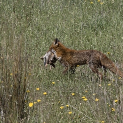 Vulpes vulpes (Red Fox) at Michelago, NSW - 19 Nov 2017 by Illilanga