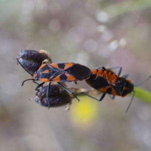 Spilostethus pacificus at Michelago, NSW - 26 Oct 2017 01:39 PM