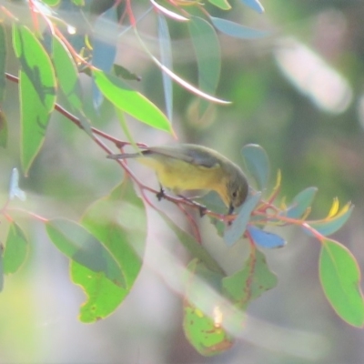 Acanthiza nana (Yellow Thornbill) at Gungahlin, ACT - 10 Jun 2018 by KumikoCallaway