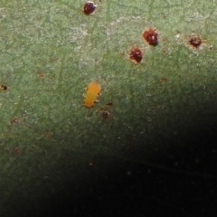 Psyllidae sp. (family) (Unidentified psyllid or lerp insect) at Fadden, ACT - 7 Feb 2018 by YumiCallaway