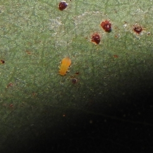 Psyllidae sp. (family) at Fadden, ACT - 7 Feb 2018