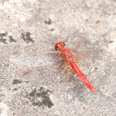 Diplacodes haematodes (Scarlet Percher) at Undefined - 26 Nov 2016 by CRSImages