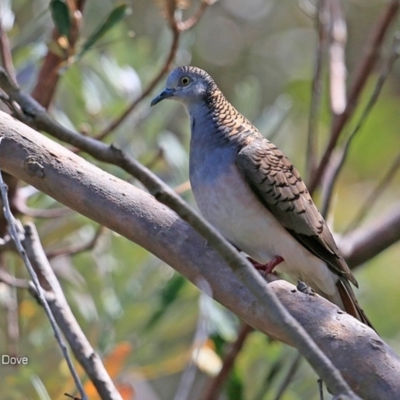 Geopelia humeralis (Bar-shouldered Dove) at Undefined - 14 Nov 2016 by Charles Dove