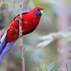 Platycercus elegans (Crimson Rosella) at Ulladulla Wildflower Reserve - 16 Nov 2016 by Charles Dove