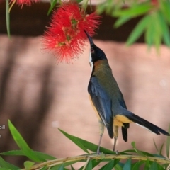 Acanthorhynchus tenuirostris (Eastern Spinebill) at Undefined - 11 Nov 2016 by Charles Dove