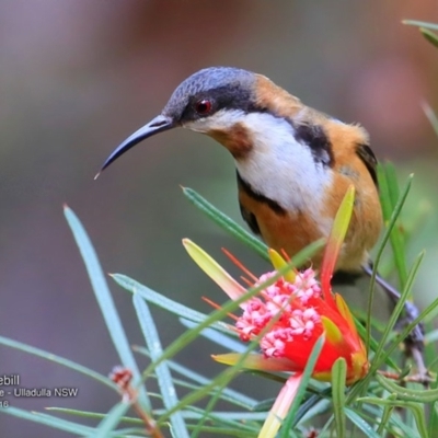 Acanthorhynchus tenuirostris (Eastern Spinebill) at Ulladulla Wildflower Reserve - 14 Nov 2016 by Charles Dove