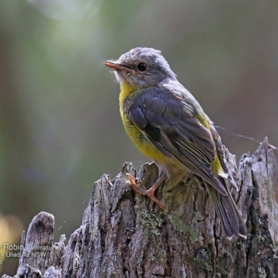 Eopsaltria australis (Eastern Yellow Robin) at Ulladulla Wildflower Reserve - 15 Nov 2016 by CharlesDove