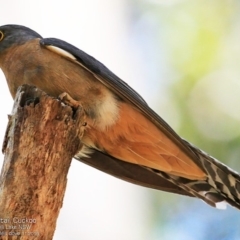 Cacomantis flabelliformis (Fan-tailed Cuckoo) at Meroo National Park - 14 Nov 2016 by CharlesDove