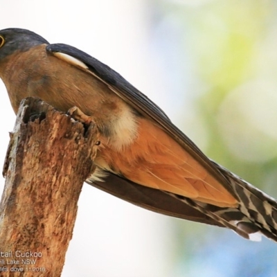 Cacomantis flabelliformis (Fan-tailed Cuckoo) at Meroo National Park - 14 Nov 2016 by CharlesDove