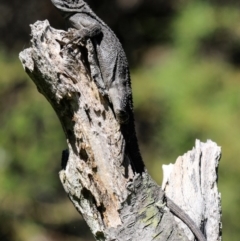 Amphibolurus muricatus (Jacky Lizard) at Morton National Park - 21 Jan 2017 by CRSImages