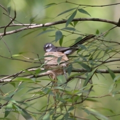 Rhipidura albiscapa (Grey Fantail) at Ulladulla Wildflower Reserve - 14 Nov 2016 by Charles Dove