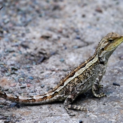 Amphibolurus muricatus (Jacky Lizard) at Ulladulla - Warden Head Bushcare - 14 Nov 2016 by CharlesDove