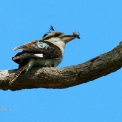 Dacelo novaeguineae (Laughing Kookaburra) at Undefined - 19 Nov 2016 by CharlesDove