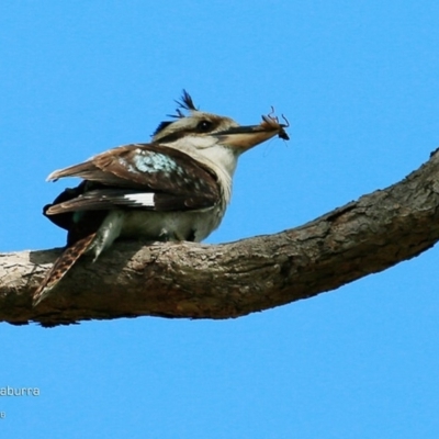 Dacelo novaeguineae (Laughing Kookaburra) at Undefined - 19 Nov 2016 by CharlesDove