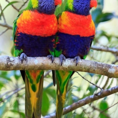 Trichoglossus moluccanus (Rainbow Lorikeet) at Undefined - 12 Nov 2016 by CharlesDove