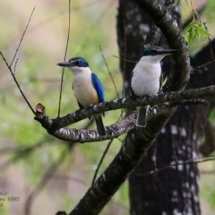 Todiramphus sanctus (Sacred Kingfisher) at Hazel Rowbotham Reserve Walking Track - 18 Nov 2016 by CharlesDove