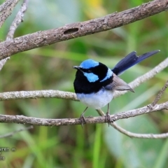 Malurus cyaneus (Superb Fairywren) at  - 12 Nov 2016 by CharlesDove