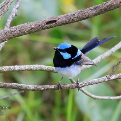 Malurus cyaneus (Superb Fairywren) at - 11 Nov 2016 by Charles Dove