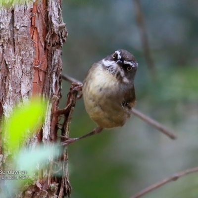 Sericornis frontalis (White-browed Scrubwren) at Ulladulla Wildflower Reserve - 15 Nov 2016 by CharlesDove