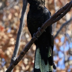 Zanda funerea (Yellow-tailed Black-Cockatoo) at South Pacific Heathland Reserve - 16 Nov 2016 by Charles Dove