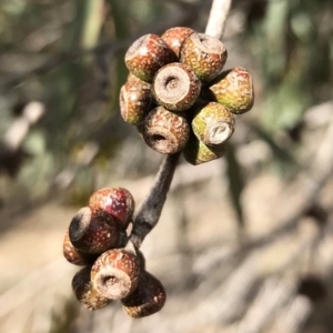 Eucalyptus stellulata at Bungendore, NSW - 11 Jun 2018 10:40 AM