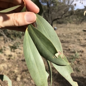 Eucalyptus stellulata at Bungendore, NSW - 11 Jun 2018