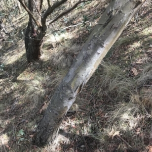 Eucalyptus stellulata at Bungendore, NSW - 11 Jun 2018 10:40 AM