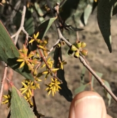 Eucalyptus stellulata at Bungendore, NSW - 11 Jun 2018