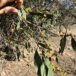 Eucalyptus stellulata at Bungendore, NSW - 11 Jun 2018