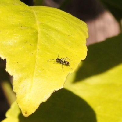 Iridomyrmex sp. (genus) (Ant) at Fadden, ACT - 7 Feb 2018 by YumiCallaway