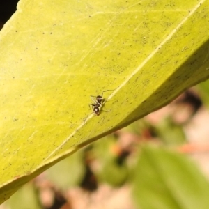 Iridomyrmex sp. (genus) at Fadden, ACT - 8 Feb 2018 09:40 AM