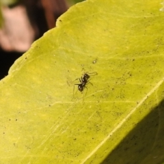 Iridomyrmex sp. (genus) at Fadden, ACT - 8 Feb 2018 09:40 AM