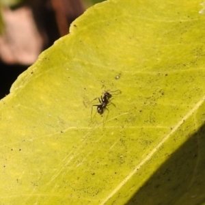 Iridomyrmex sp. (genus) at Fadden, ACT - 8 Feb 2018 09:40 AM